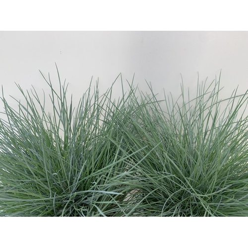 68 - TWO FESTUCA GLAUCA 'INTENSE BLUE' ORNAMENTAL GRASSES IN 2 LTR POTS APPROX 35CM IN HEIGHT PLUS VAT TO... 