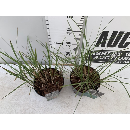 69 - TWO ORNAMENTAL GRASSES 'MISCANTHUS FLAMINGO' AND 'MISCANTHUS GRACILLIMUS' IN 10 LTR POTS APPROX 60CM... 