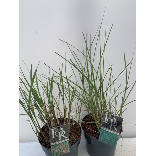 69 - TWO ORNAMENTAL GRASSES 'MISCANTHUS FLAMINGO' AND 'MISCANTHUS GRACILLIMUS' IN 10 LTR POTS APPROX 60CM... 