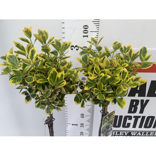 7 - TWO STANDARD EUONYMUS JAPONICUS 'MARIEKE' IN 3 LTR POTS APPROX A METRE IN HEIGHT PLUS VAT TO BE SOLD... 