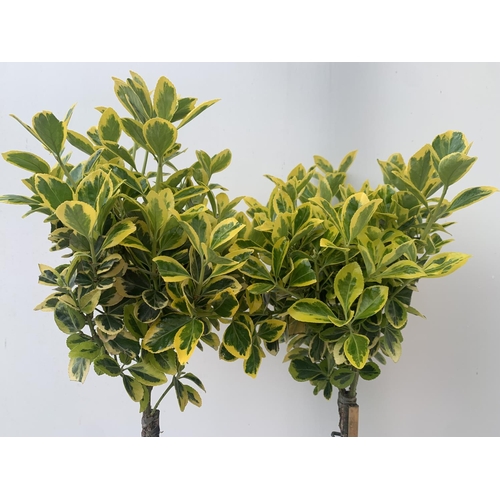 7 - TWO STANDARD EUONYMUS JAPONICUS 'MARIEKE' IN 3 LTR POTS APPROX A METRE IN HEIGHT PLUS VAT TO BE SOLD... 