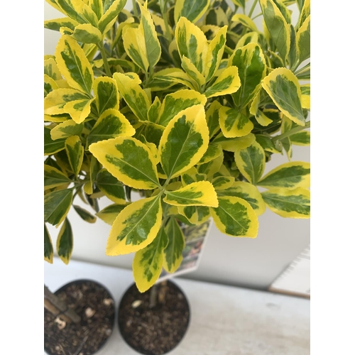 7 - TWO STANDARD EUONYMUS JAPONICUS 'MARIEKE' IN 3 LTR POTS APPROX A METRE IN HEIGHT PLUS VAT TO BE SOLD... 