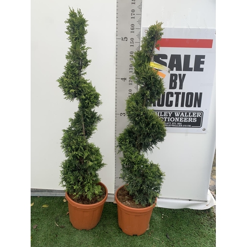 8 - TWO SPIRAL CUPRESSOCYPARIS SPIRAL LEYANDII 'GOLD RIDER' APPROX 160CM IN HEIGHT IN 15 LTR POTS PLUS V... 