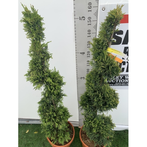 8 - TWO SPIRAL CUPRESSOCYPARIS SPIRAL LEYANDII 'GOLD RIDER' APPROX 160CM IN HEIGHT IN 15 LTR POTS PLUS V... 