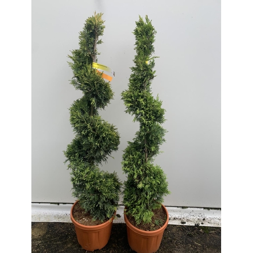 8 - TWO SPIRAL CUPRESSOCYPARIS SPIRAL LEYANDII 'GOLD RIDER' APPROX 160CM IN HEIGHT IN 15 LTR POTS PLUS V... 