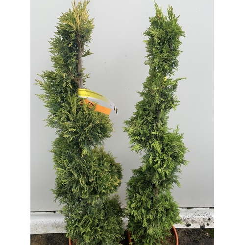 8 - TWO SPIRAL CUPRESSOCYPARIS SPIRAL LEYANDII 'GOLD RIDER' APPROX 160CM IN HEIGHT IN 15 LTR POTS PLUS V... 