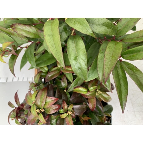 82 - TWO LEUCOTHOE 'ROYAL RUBY' AND 'DARK DIAMOND' IN 2 LTR POTS 35CM TALL PLUS VAT TO BE SOLD FOR THE TW... 