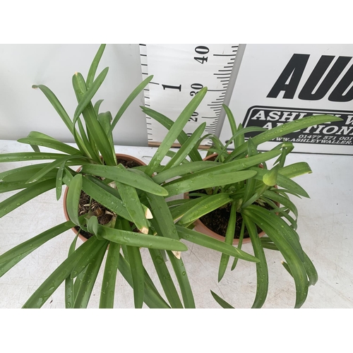 93 - TWO AGAPANTHUS 'EVER SAPPHIRE' IN 4 LTR POTS APPROX 50CM IN HEIGHT PLUS VAT TO BE SOLD FOR THE TWO