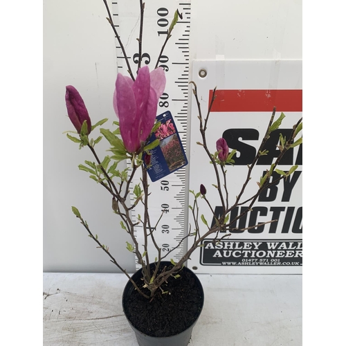 94 - ONE MAGNOLIA 'SUSAN' DARK PINK IN A 7 LTR POT APPROX 120CM IN HEIGHT PLUS VAT