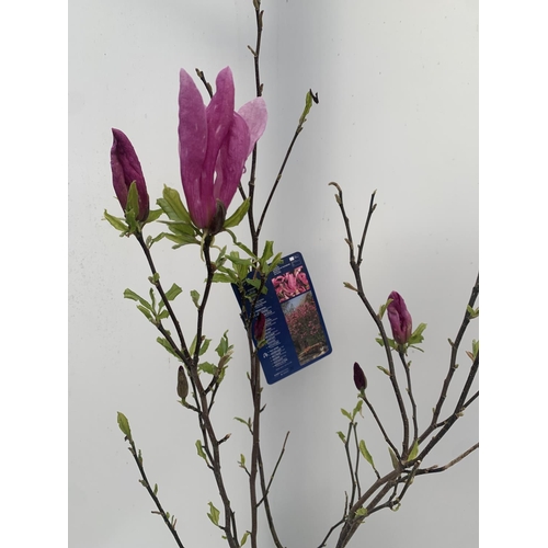 94 - ONE MAGNOLIA 'SUSAN' DARK PINK IN A 7 LTR POT APPROX 120CM IN HEIGHT PLUS VAT