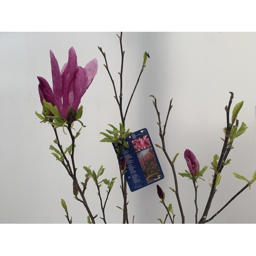 94 - ONE MAGNOLIA 'SUSAN' DARK PINK IN A 7 LTR POT APPROX 120CM IN HEIGHT PLUS VAT