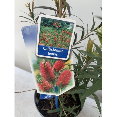 95 - TWO CALLISTEMON LAEVIS IN 2 LTR POTS 50CM IN HEIGHT PLUS VAT TO BE SOLD FOR THE TWO