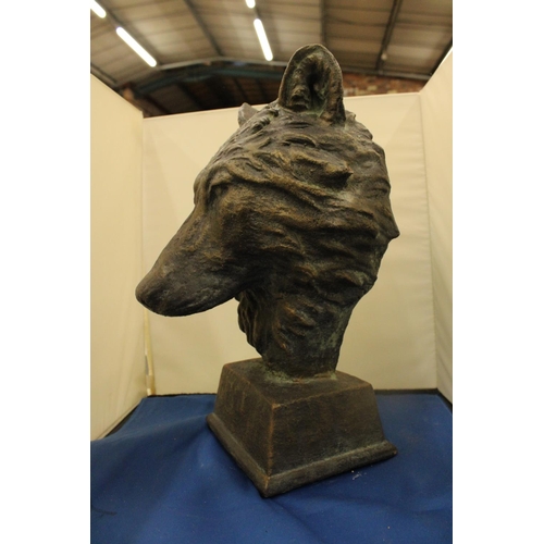 47 - A LARGE BRONZED BUST OF A WOLF SIGNED TO THE BACK