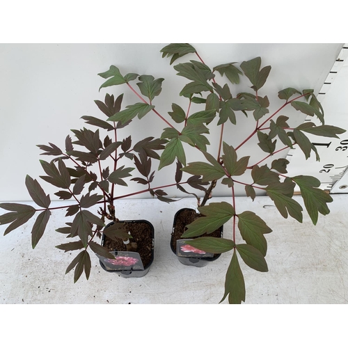 101 - TWO PAEONIA SUFFRUCTICOSA JAPANESE TREE PAEONIES IN PINK AND RED AND WHITE IN 1 LTR POTS HEIGHT 55CM... 