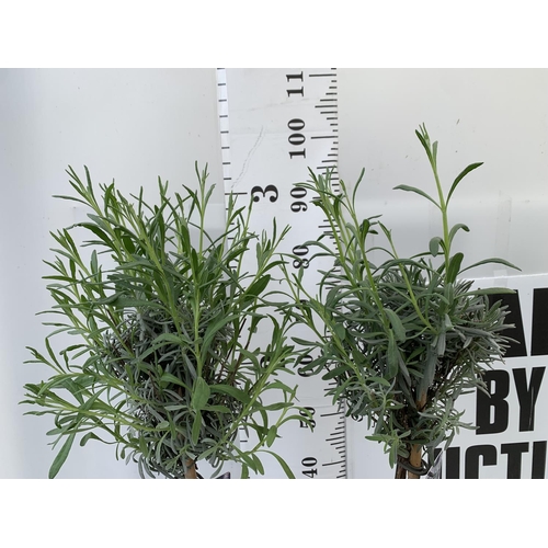 109 - TWO LAVENDER 'ANGUSTIFOLIA' STANDARD TREES APPROX 90CM IN HEIGHT IN 3LTR POTS PLUS VAT TO BE SOLD FO... 