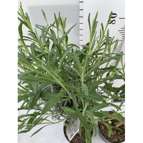 109 - TWO LAVENDER 'ANGUSTIFOLIA' STANDARD TREES APPROX 90CM IN HEIGHT IN 3LTR POTS PLUS VAT TO BE SOLD FO... 