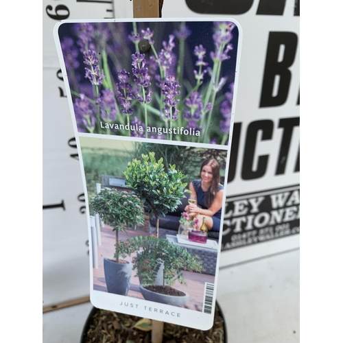 109 - TWO LAVENDER 'ANGUSTIFOLIA' STANDARD TREES APPROX 90CM IN HEIGHT IN 3LTR POTS PLUS VAT TO BE SOLD FO... 