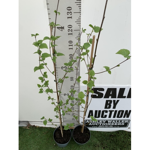 119 - TWO BETULA UTILIS HIMALAYAN BIRCH TREES OVER 160CM IN HEIGHT PLUS VAT IN 3 LTR POTS