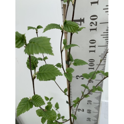 119 - TWO BETULA UTILIS HIMALAYAN BIRCH TREES OVER 160CM IN HEIGHT PLUS VAT IN 3 LTR POTS