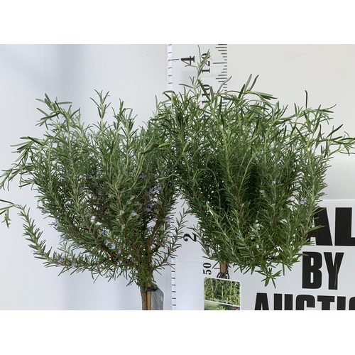 12 - TWO ROSEMARY OFFICINALIS  STANDARD TREES APPROX 110CM IN HEIGHT IN 3LTR POTS NO VAT TO BE SOLD FOR T... 