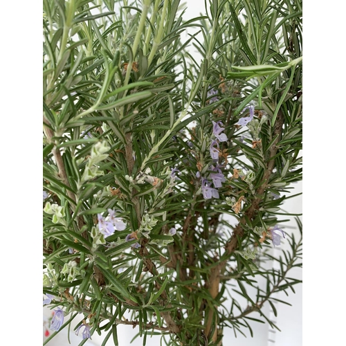 12 - TWO ROSEMARY OFFICINALIS  STANDARD TREES APPROX 110CM IN HEIGHT IN 3LTR POTS NO VAT TO BE SOLD FOR T... 