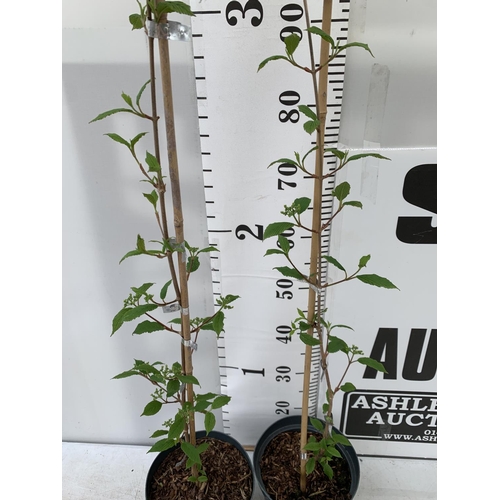 120 - TWO VIBURNUM PLICATUM KILIMANDJARO 'SUNRISE' APPROX 120CM IN HEIGHT IN 3 LTR POTS PLUS VAT TO BE SOL... 