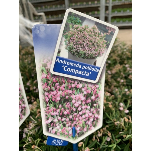 121 - SIX POTS OF ANDROMEDA POLIFOLIA COMPACTA TO BE SOLD FOR THE SIX PLUS VAT