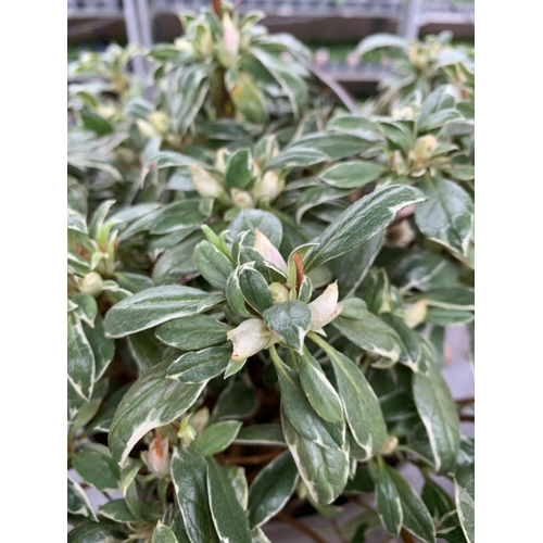 123 - THREE AZALEA JAPONICA SILVER QUEEN VARIEGATA TO BE SOLD FOR THE THREE PLUS VAT