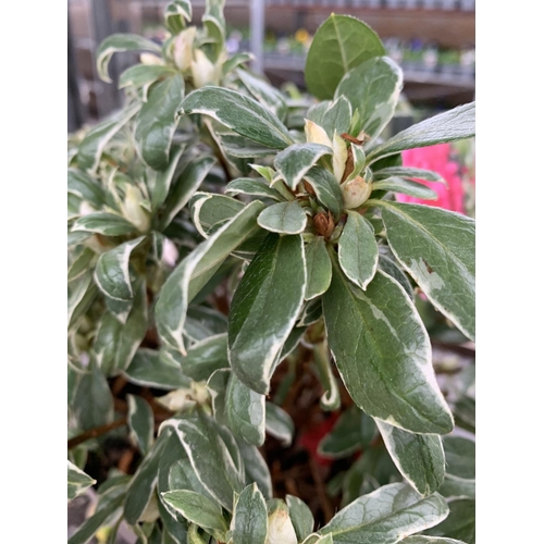 123 - THREE AZALEA JAPONICA SILVER QUEEN VARIEGATA TO BE SOLD FOR THE THREE PLUS VAT