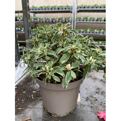 124 - THREE AZALEA JAPONICA SILVER QUEEN VARIEGATA TO BE SOLD FOR THE THREE PLUS VAT