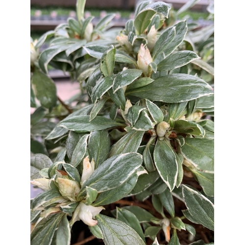 124 - THREE AZALEA JAPONICA SILVER QUEEN VARIEGATA TO BE SOLD FOR THE THREE PLUS VAT