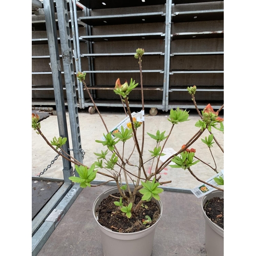 125 - THREE AZALEA SUNTE NECTARINE YELLOW IN 5 LTR POTS HEIGHT 60CM TO BE SOLD FOR THE THREE PLUS VAT