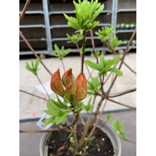 125 - THREE AZALEA SUNTE NECTARINE YELLOW IN 5 LTR POTS HEIGHT 60CM TO BE SOLD FOR THE THREE PLUS VAT