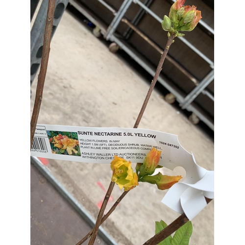 125 - THREE AZALEA SUNTE NECTARINE YELLOW IN 5 LTR POTS HEIGHT 60CM TO BE SOLD FOR THE THREE PLUS VAT