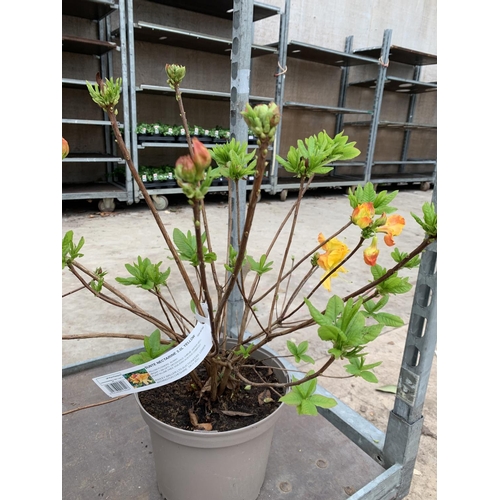 125 - THREE AZALEA SUNTE NECTARINE YELLOW IN 5 LTR POTS HEIGHT 60CM TO BE SOLD FOR THE THREE PLUS VAT