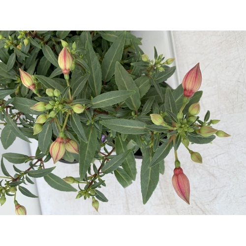 127 - TWELVE FUCHSIA BELLA TRAILING PLANTS ON A TRAY IN P10 POTS PLUS VAT TO BE SOLD FOR THE TWELVE