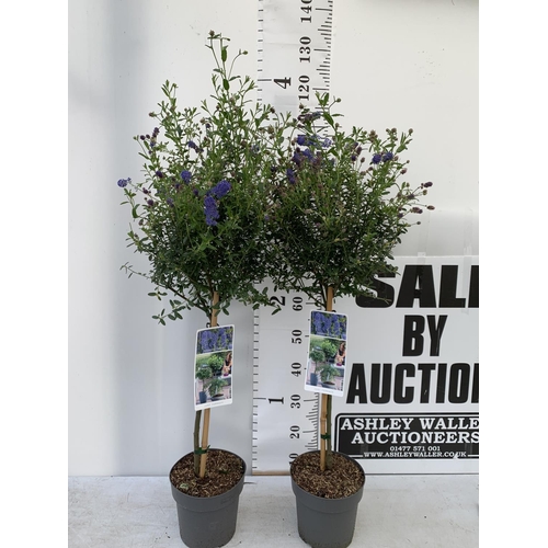 128 - TWO CEANOTHUS STANDARD TREES 'CONCHA' IN FLOWER APPROX 120CM IN HEIGHT IN 3LTR POTS PLUS VAT TO BE S... 