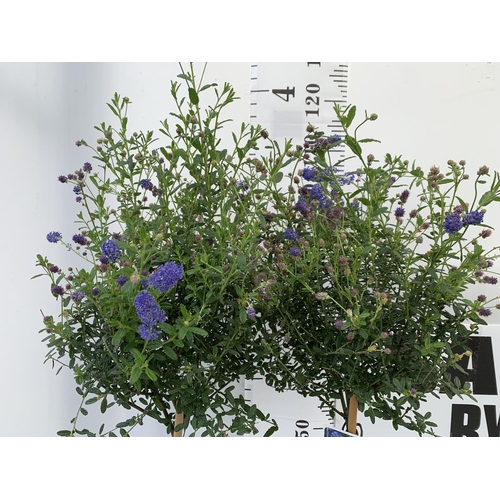 128 - TWO CEANOTHUS STANDARD TREES 'CONCHA' IN FLOWER APPROX 120CM IN HEIGHT IN 3LTR POTS PLUS VAT TO BE S... 