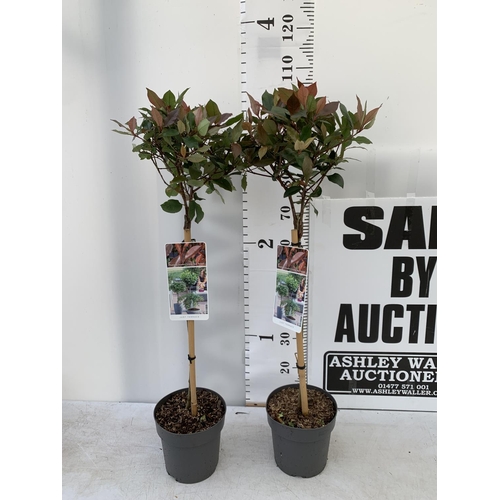 130 - TWO PHOTINIA FRASERI STANDARD TREES 'LITTLE RED ROBIN' APPROX OVER ONE METRE IN HEIGHT IN 3LTR POTS ... 