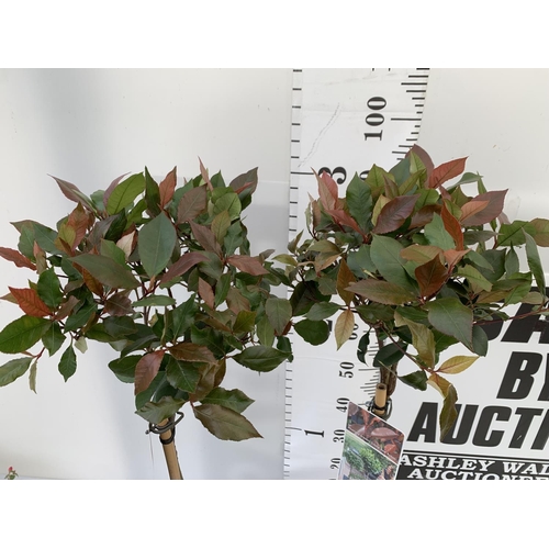 130 - TWO PHOTINIA FRASERI STANDARD TREES 'LITTLE RED ROBIN' APPROX OVER ONE METRE IN HEIGHT IN 3LTR POTS ... 