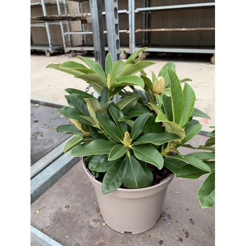 132 - THREE RHODODENDRON GOLDEN TORCH IN 3 LTR POTS HEIGHT 30CM TO BE SOLD FOR THE THREE PLUS VAT