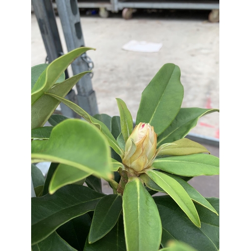 132 - THREE RHODODENDRON GOLDEN TORCH IN 3 LTR POTS HEIGHT 30CM TO BE SOLD FOR THE THREE PLUS VAT