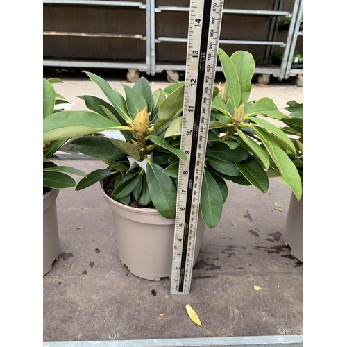 132 - THREE RHODODENDRON GOLDEN TORCH IN 3 LTR POTS HEIGHT 30CM TO BE SOLD FOR THE THREE PLUS VAT