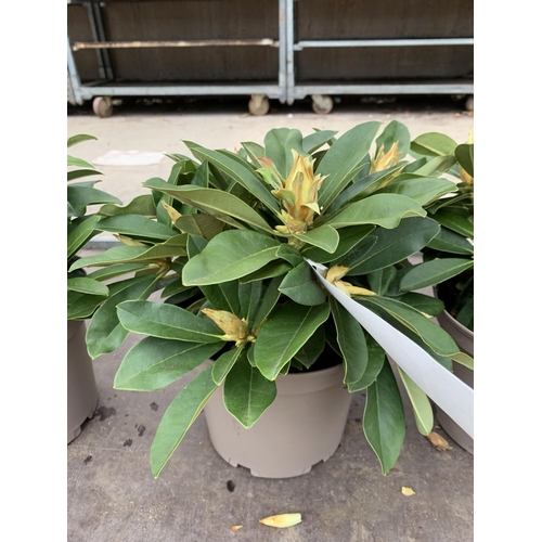 133 - THREE RHODODENDRON GOLDEN TORCH IN 3 LTR POTS HEIGHT 30CM TO BE SOLD FOR THE THREE PLUS VAT