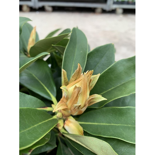 134 - THREE RHODODENDRON GOLDEN TORCH IN 3 LTR POTS HEIGHT 30CM TO BE SOLD FOR THE THREE PLUS VAT