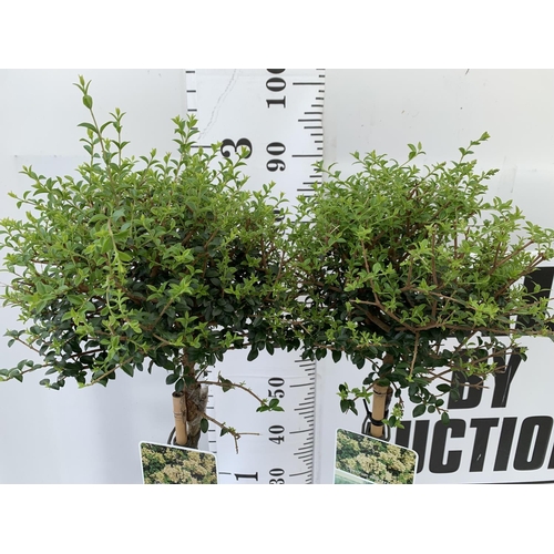 135 - TWO LIGUSTRUM DELAVAYANUM STANDARD TREES APPROX 100CM IN HEIGHT IN 3LTR POTS PLUS VAT TO BE SOLD FOR... 