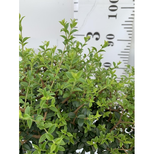 135 - TWO LIGUSTRUM DELAVAYANUM STANDARD TREES APPROX 100CM IN HEIGHT IN 3LTR POTS PLUS VAT TO BE SOLD FOR... 