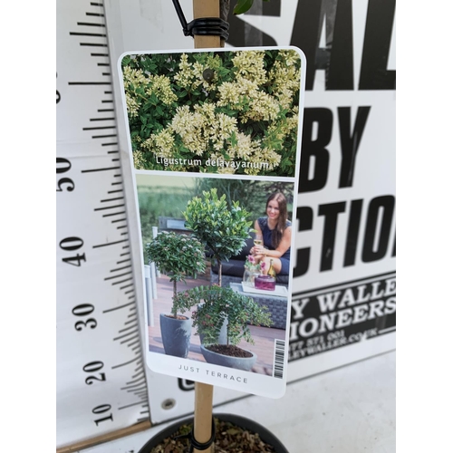 135 - TWO LIGUSTRUM DELAVAYANUM STANDARD TREES APPROX 100CM IN HEIGHT IN 3LTR POTS PLUS VAT TO BE SOLD FOR... 