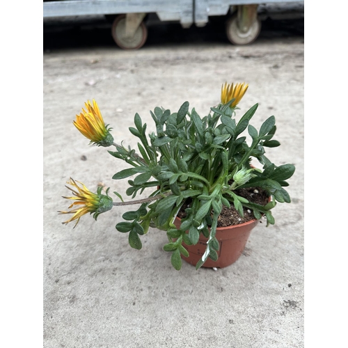 136 - TWENTY FOUR POTS OF GAZANIA TO BE SOLD FOR THE TWENTY FOUR PLUS VAT