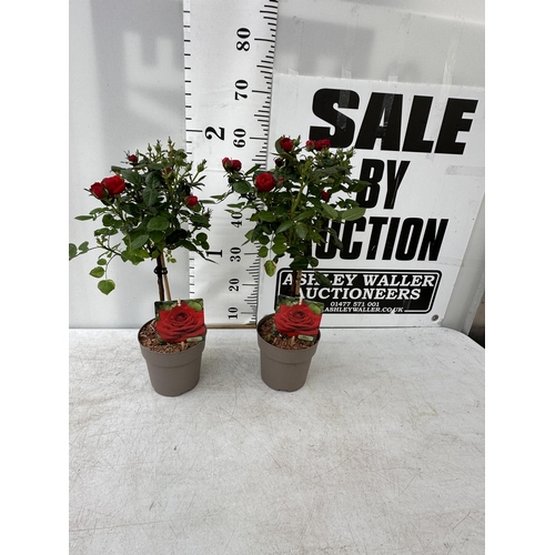 137 - A PAIR STANDARD ROSES ROSA ROYAL RED IN C-2 POTS HEIGHT 60CM TO BE SOLD FOR THE PAIR PLUS VAT